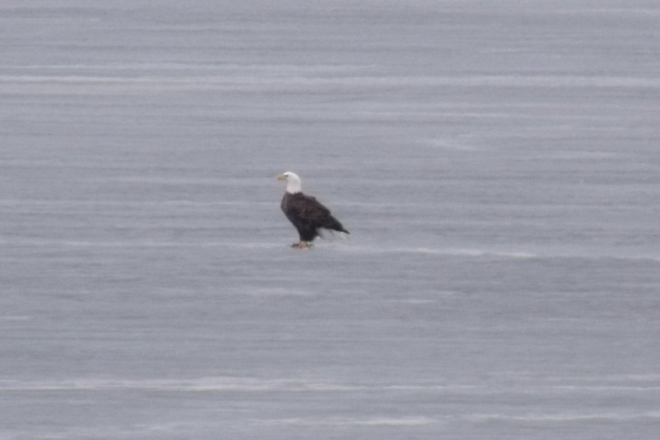 Bald Eagle